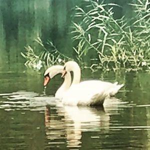 Meet your Posher, Joy